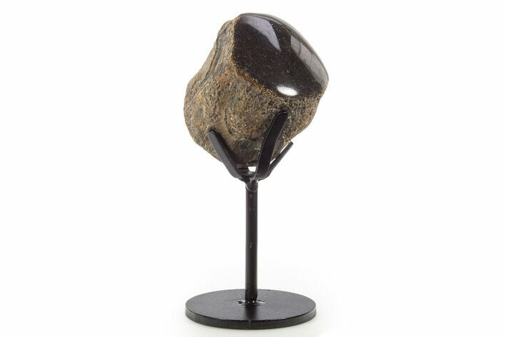 Polished Fossil Mosasaur Vertebra w/ Metal Stand - Texas #335049